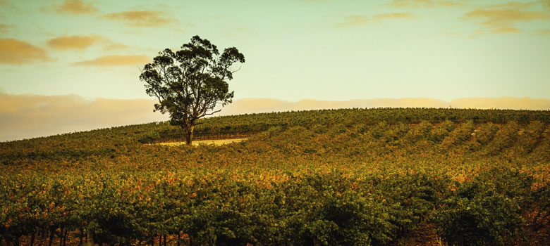 Kirrihill in the Clare Valley